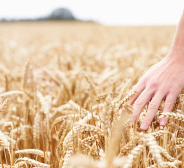 Ontario wheat field