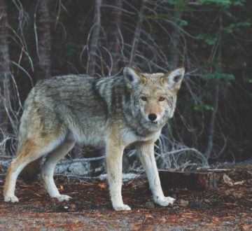 Algonquin Wolf