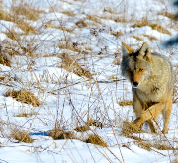 Ontario Coyote roaming the field