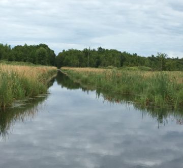 Waterway in field