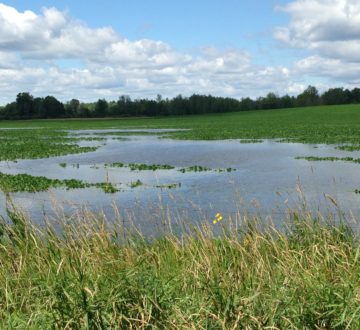 Flooded farm field