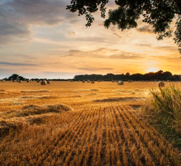 Rural landscape image of Summer sunset over field of hay bales