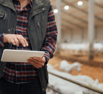 Man in a sheep barn using a tablet