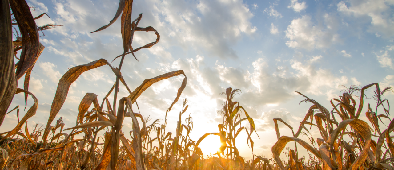 Farming part of the solution to climate change risks