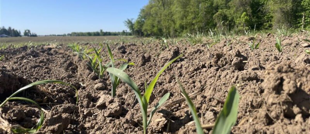 Digging into carbon credits: how farms are part of the climate solution