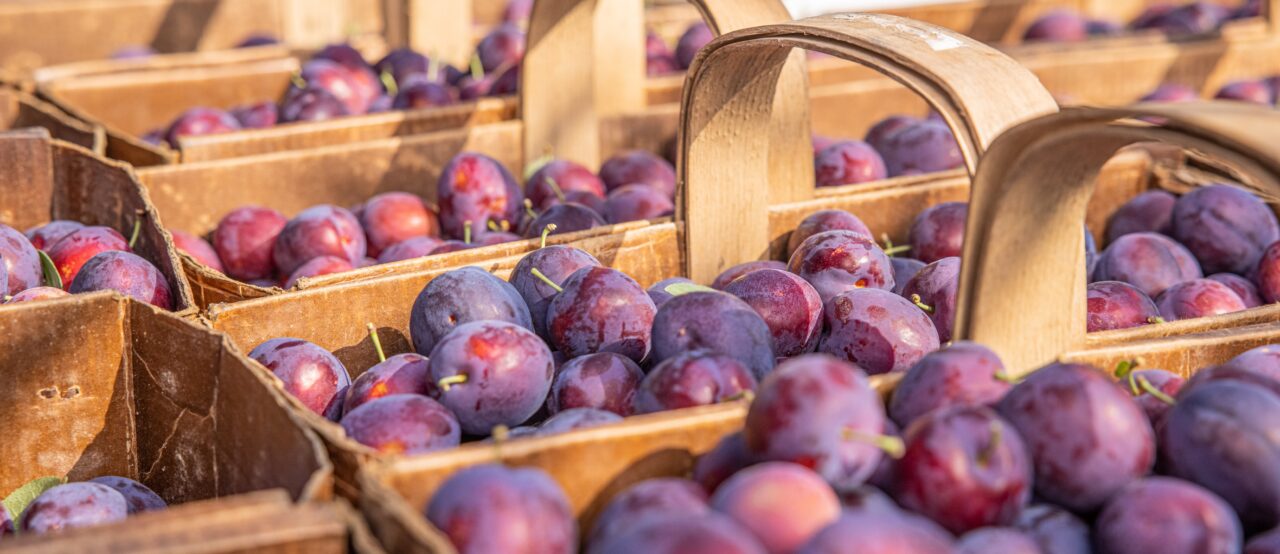 Fresh, local, and in season: it’s Ontario fruit’s time to shine