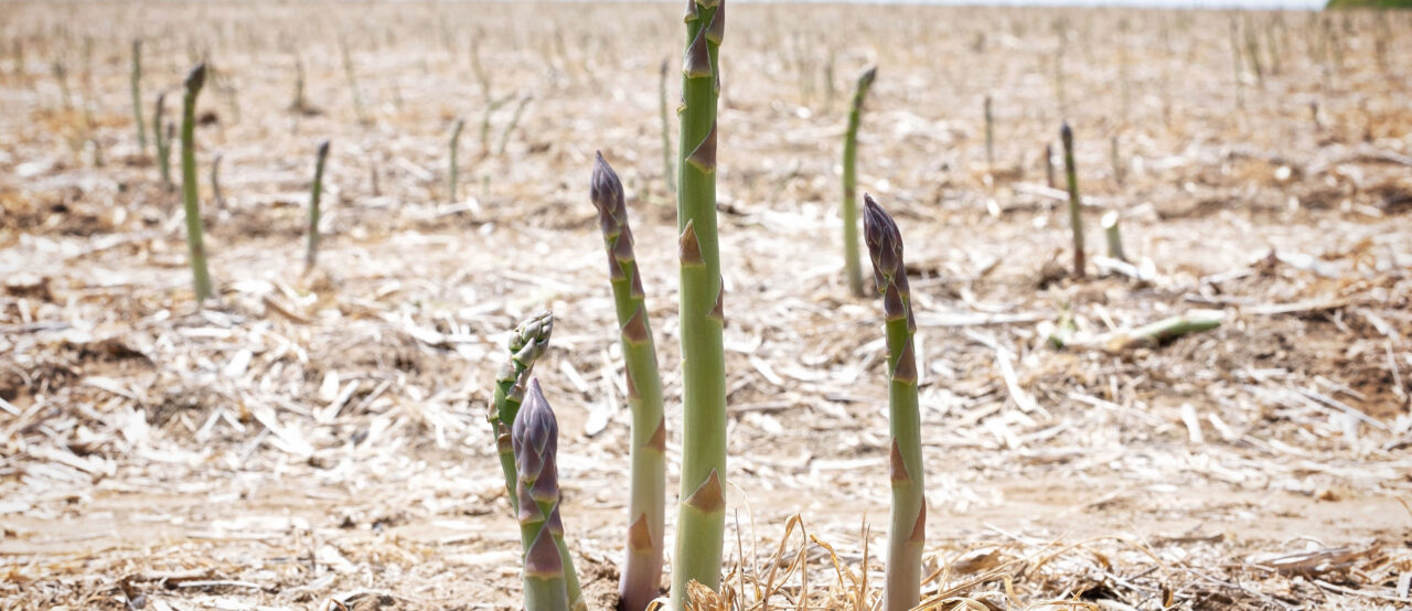 Asparagus signals the start of Ontario’s fresh food season